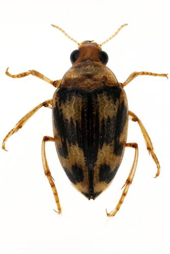 Réf. 306 106 : Haliplus obliquus